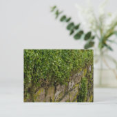 Ivy-muur Briefkaart (Staand voorkant)