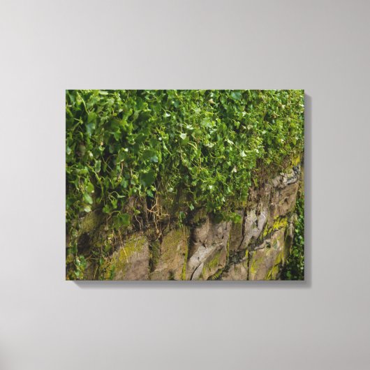 Ivy-muur Canvas Afdruk (Voorkant)