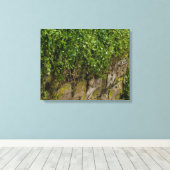 Ivy-muur Canvas Afdruk (Insitu (Houten vloer))