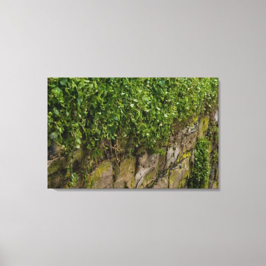 Ivy-muur Canvas Afdruk (Voorkant)