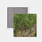 Ivy-muur Magneet (Voorkant / Achterkant)