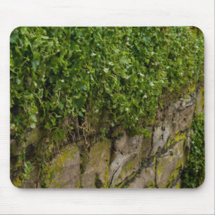 Ivy-muur Muismat