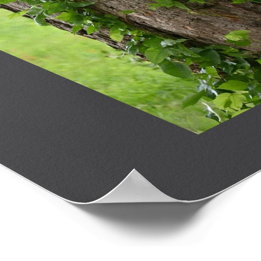 Ivy op het Poster van de bomen (Hoek)