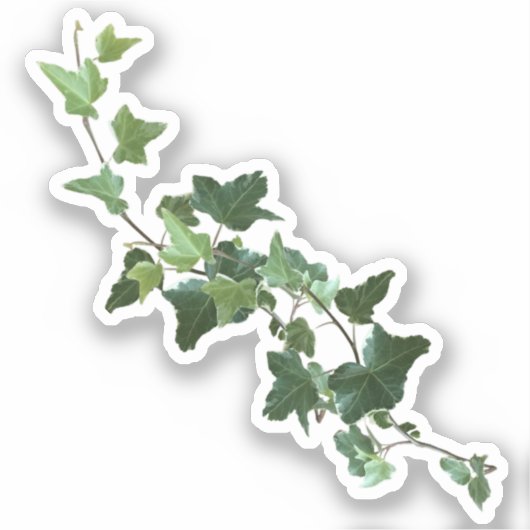 Ivy Plant Vine Sticker (Voorkant)