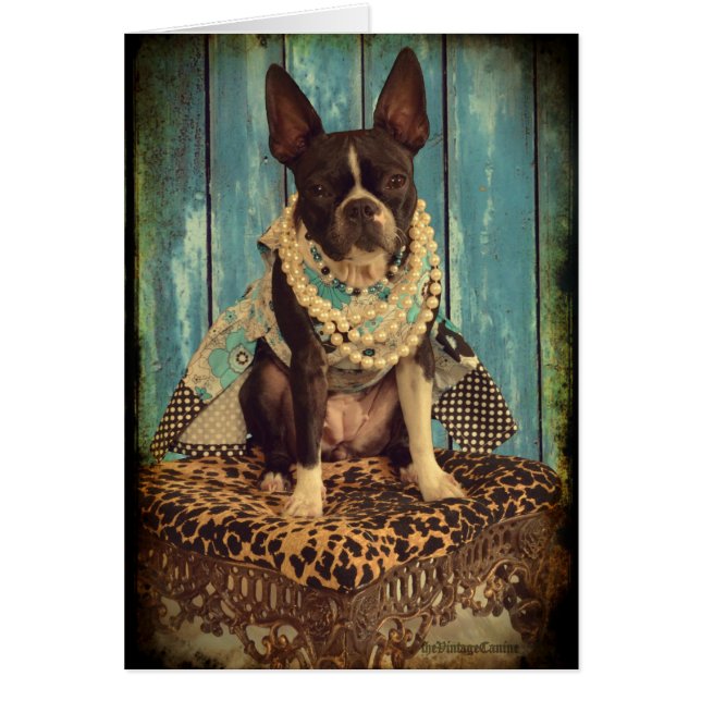 Ivy the Boston Terrier (Voorkant)