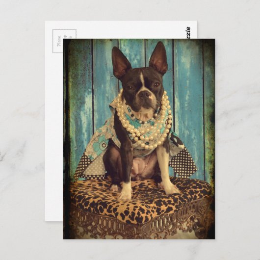 Ivy the Boston Terrier Briefkaart (Voorkant / Achterkant)