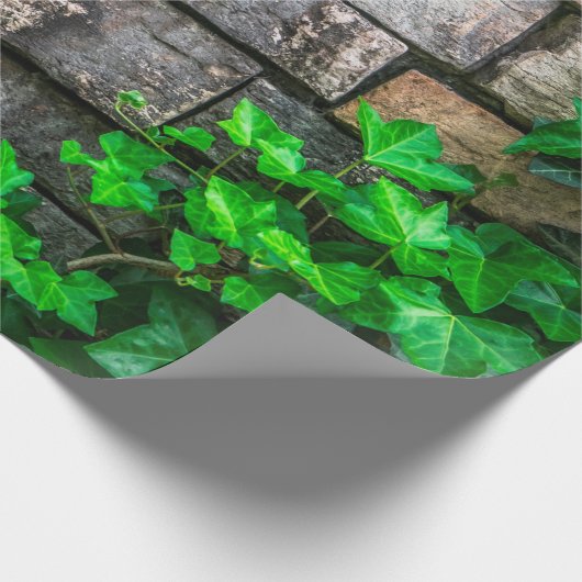Ivy vine leaf plant Broadleaf Cadeaupapier (Hoek)