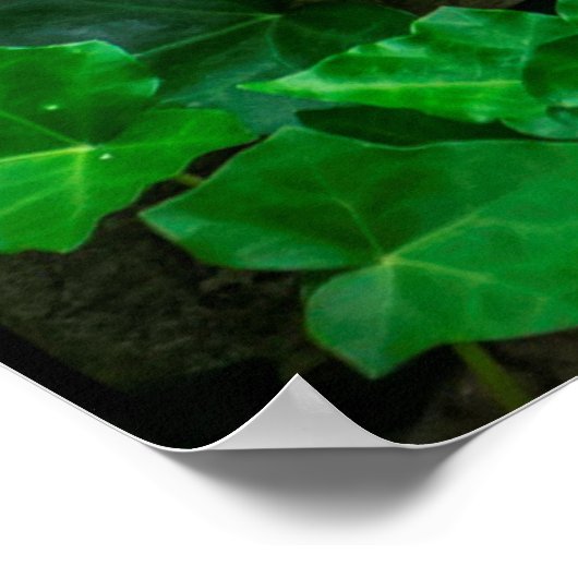 Ivy vine leaf plant Broadleaf Poster (Hoek)