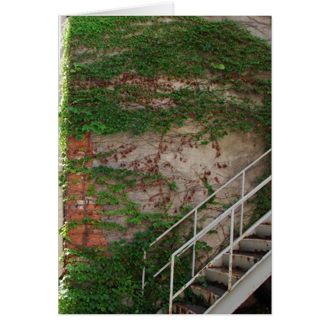 Ivy Vines, stadions, bakstenen muur (Voorkant)