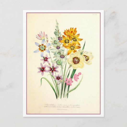 Ixia Botanische Illustratie Vintage Briefkaart (Voorkant)