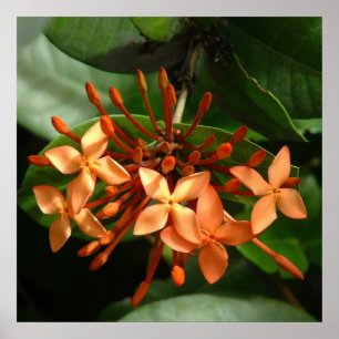 Ixora Bouquet Poster