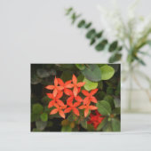 Ixora Coccinea - Rode Bloemen Briefkaart (Staand voorkant)