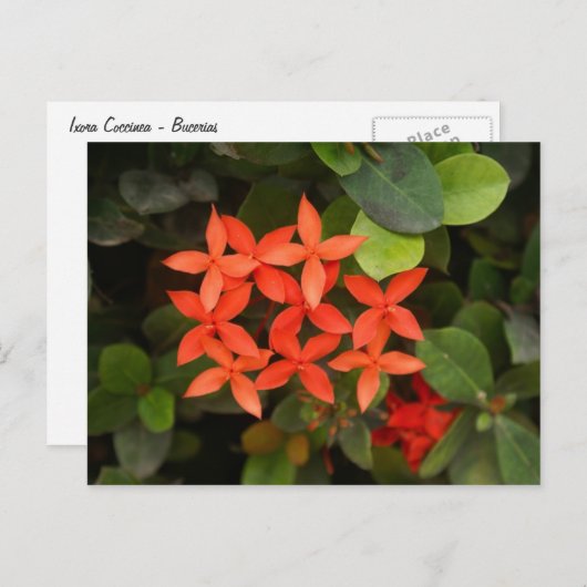 Ixora Coccinea - Rode Bloemen Briefkaart (Voorkant / Achterkant)