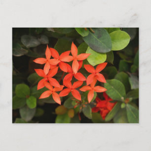 Ixora Coccinea - Rode Bloemen Briefkaart