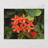 Ixora Coccinea - Rode Bloemen Briefkaart (Voorkant)