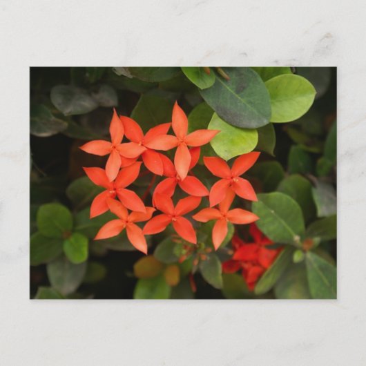 Ixora Coccinea - Rode Bloemen Briefkaart (Voorkant)