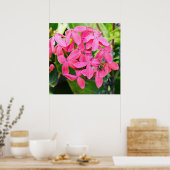 Ixora Plant Poster (Keuken)