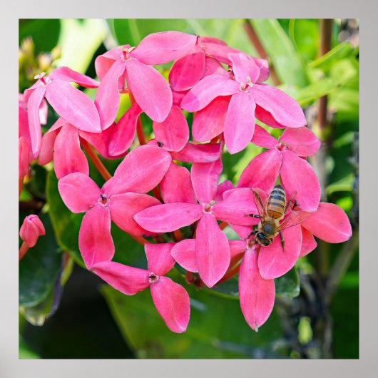 Ixora Plant Poster (Voorkant)