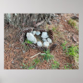 Izzy's nest poster (Voorkant)