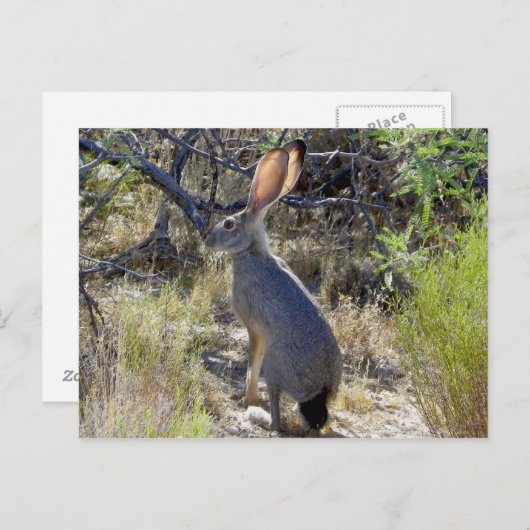 J A C K B B I B T BRIEFKAART (Voorkant / Achterkant)