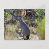 J A C K B B I B T BRIEFKAART (Voorkant)