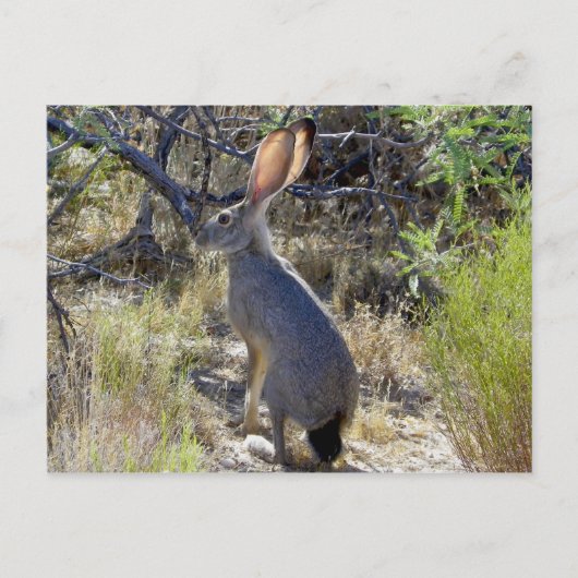 J A C K B B I B T BRIEFKAART (Voorkant)