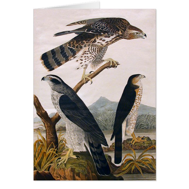 J.J. Audubon (Goshawk, Stanley Hawk) (1829) (Voorkant)