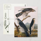 J.J. Audubon (Goshawk, Stanley Hawk) (1829) Briefkaart (Voorkant / Achterkant)