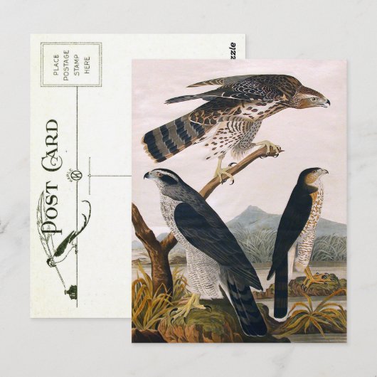 J.J. Audubon (Goshawk, Stanley Hawk) (1829) Briefkaart (Voorkant / Achterkant)