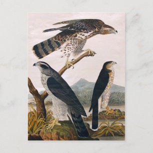 J.J. Audubon (Goshawk, Stanley Hawk) (1829) Briefkaart