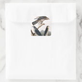 J.J. Audubon (Goshawk, Stanley Hawk) (1829) Vierkante Sticker (Tas)