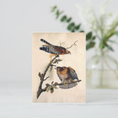 J.J. Audubon (Red Shoulded Hawk) (1829) Briefkaart (Staand voorkant)