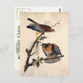 J.J. Audubon (Red Shoulded Hawk) (1829) Briefkaart (Voorkant / Achterkant)