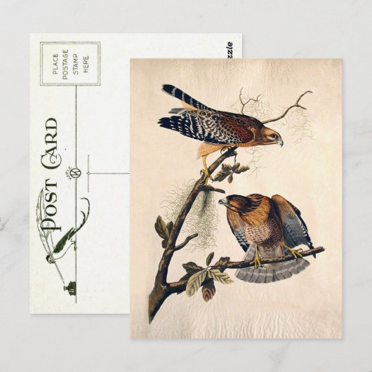 J.J. Audubon (Red Shoulded Hawk) (1829) Briefkaart (Voorkant / Achterkant)