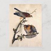 J.J. Audubon (Red Shoulded Hawk) (1829) Briefkaart (Voorkant)