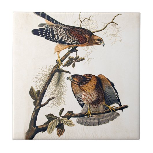 J.J. Audubon (Red Shoulded Hawk) (1829) Tegeltje (Voorkant)