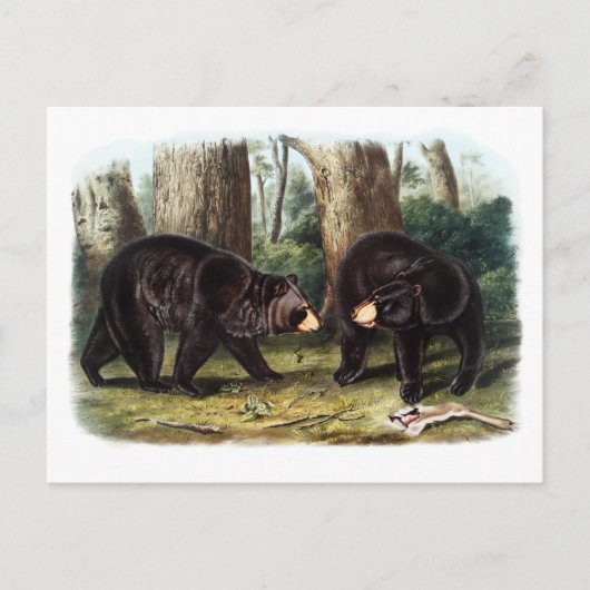 J.W. Audubon - Ursus Americanus Zwart Beer Briefkaart (Voorkant)
