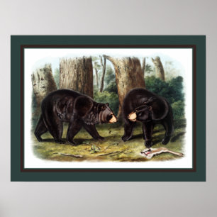 J.W. Audubon - Ursus Americanus (zwart Beer) Poster
