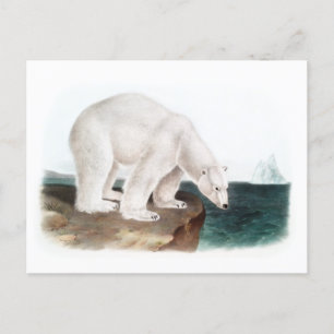 J.W. Audubon - Ursus Maritimus Polar Beer Briefkaart
