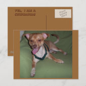 Ja, ik ben een Chihuahua Briefkaart (Voorkant / Achterkant)