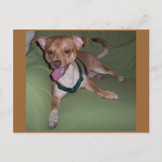 Ja, ik ben een Chihuahua Briefkaart (Voorkant)