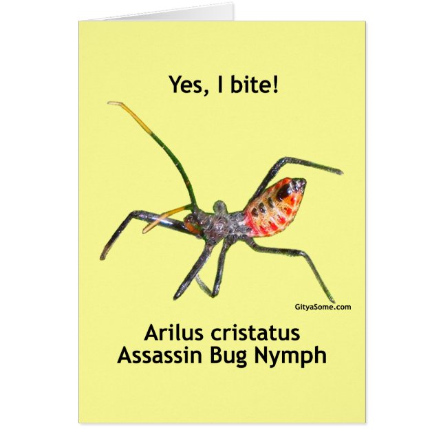 Ja, ik haal Assassin Bug (Voorkant)