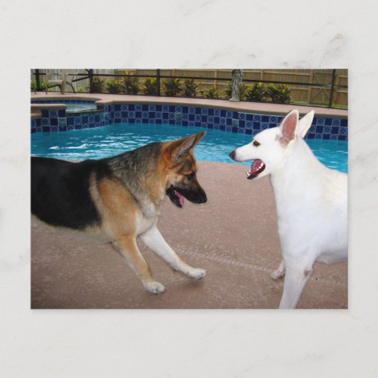 Ja Majesteit ~ Briefkaart (Voorkant)