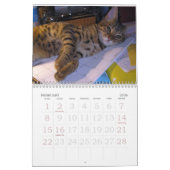 Jaar van de bengachtige kat kalender (Feb 2026)
