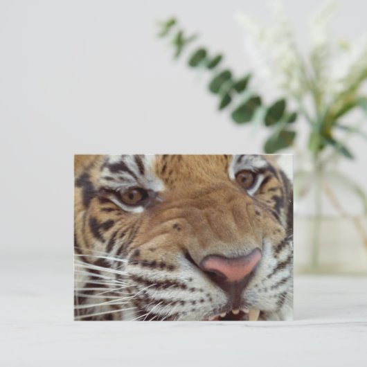 Jaar van het Briefkaart Tiger (Staand voorkant)