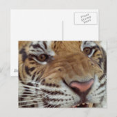 Jaar van het Briefkaart Tiger (Voorkant / Achterkant)