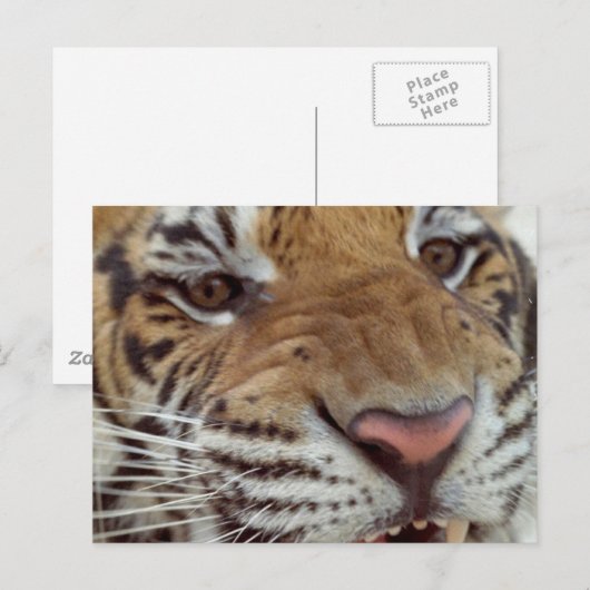 Jaar van het Briefkaart Tiger (Voorkant / Achterkant)