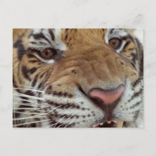 Jaar van het Briefkaart Tiger