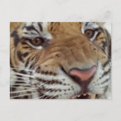 Jaar van het Briefkaart Tiger (Voorkant)
