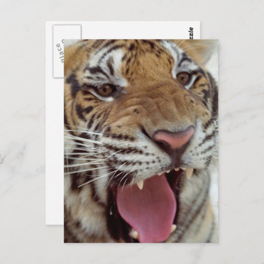 Jaar van het Briefkaart Tiger (Voorkant / Achterkant)